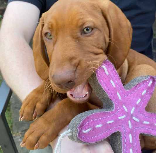 Sammy the starfish eco toy