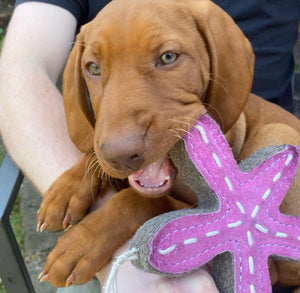 Sammy the starfish eco toy