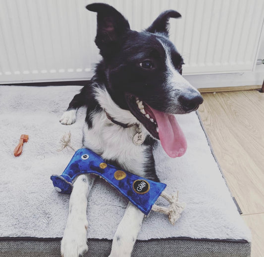 Smorg alien eco friendly dog toy