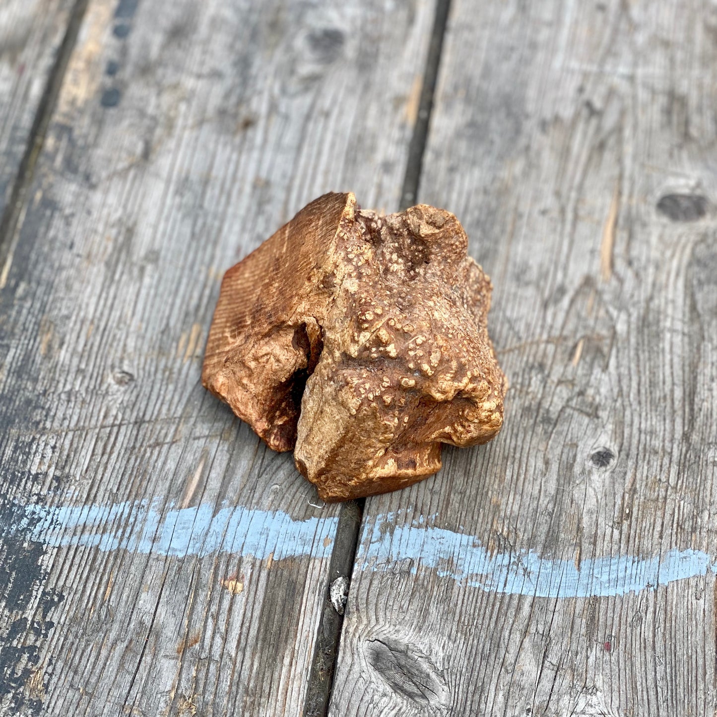 Natural Root chew, long lasting chew