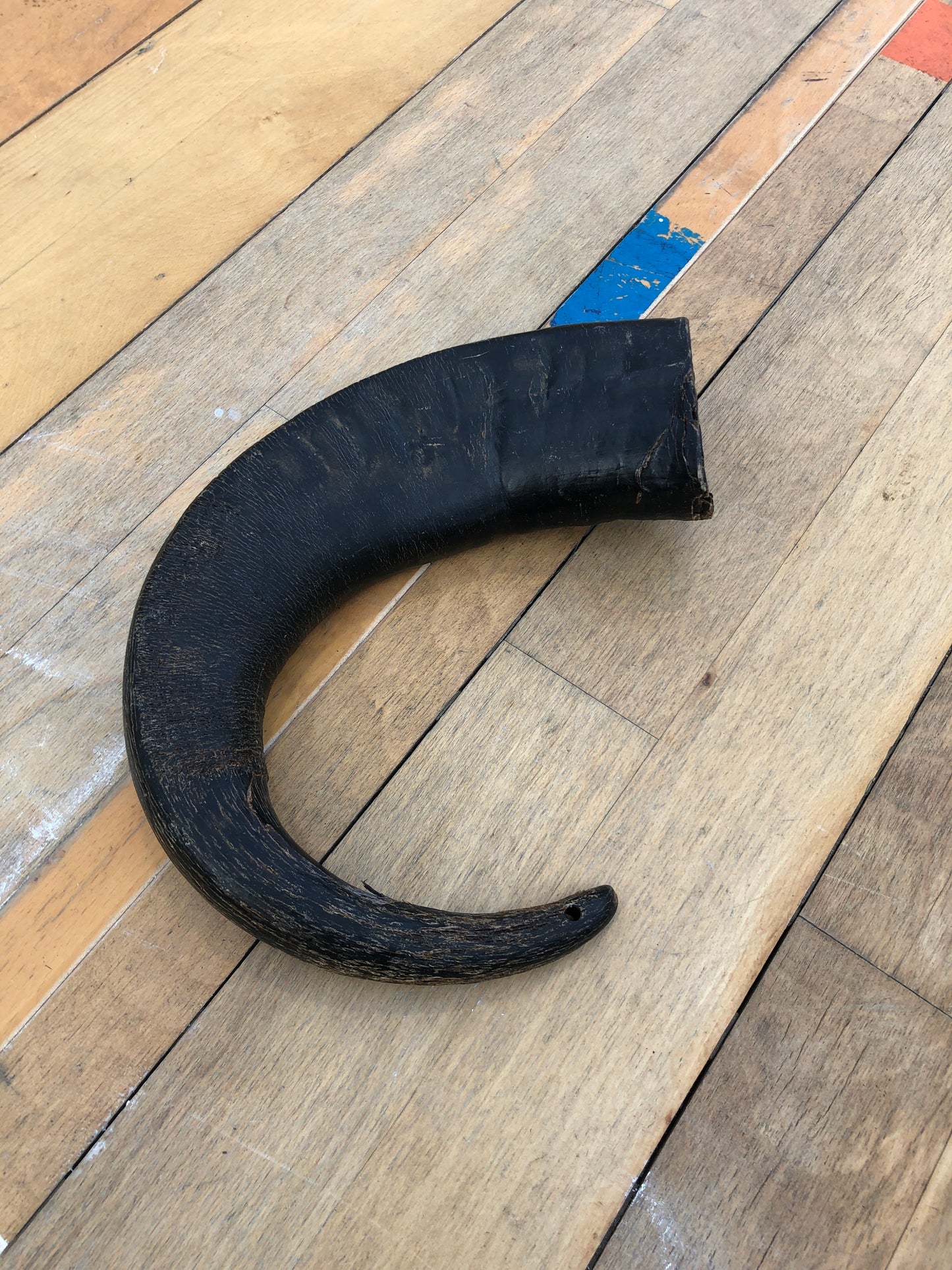 Buffalo horn chew (100% natural) small/medium/large