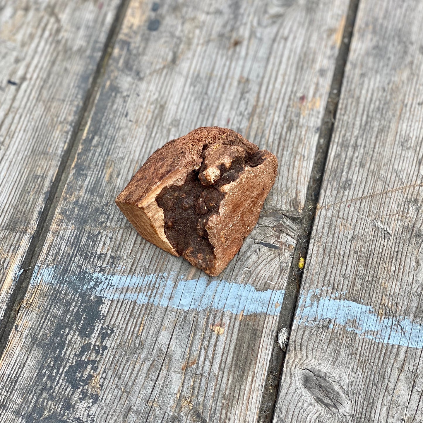 Natural Root chew, long lasting chew