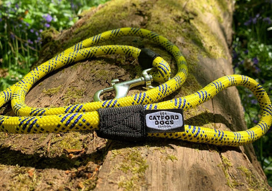 Yellow & Royal Blue Catford dog lead